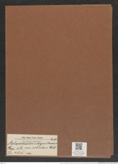 Aulacodiscus margaritaceus var. robustus Witt. (de-Toni-Nr.: Genus 182, Species 4515) Zeichnungen Sammlung Grunow Mappe 04440 (Herbarium_W_Grunow_drawings_Folder_04440)